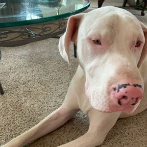 Meet your Posher, Robert